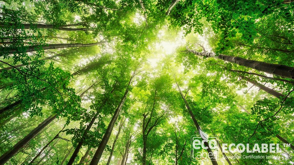 Eco LABEL donne la priorité aux pratiques de gestion durable des forêts
